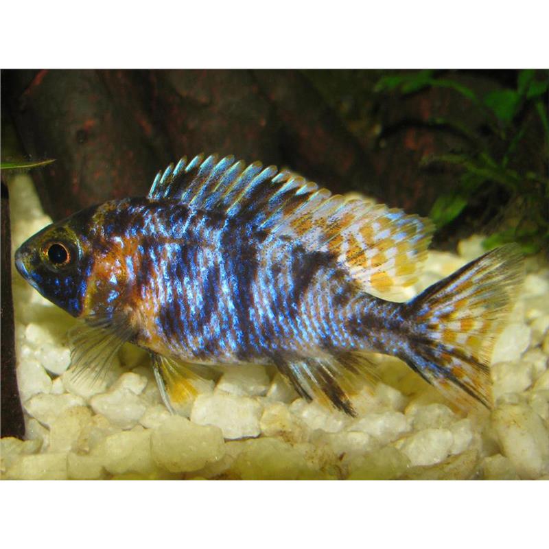 Aulonocara sp. calico - imagine 3